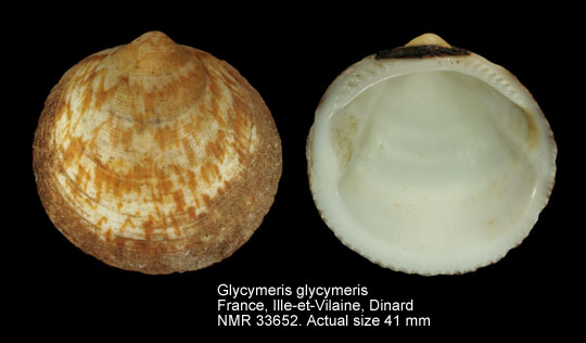 Glycymeris glycymeris.jpg - Glycymeris glycymeris(Linnaeus,1758)